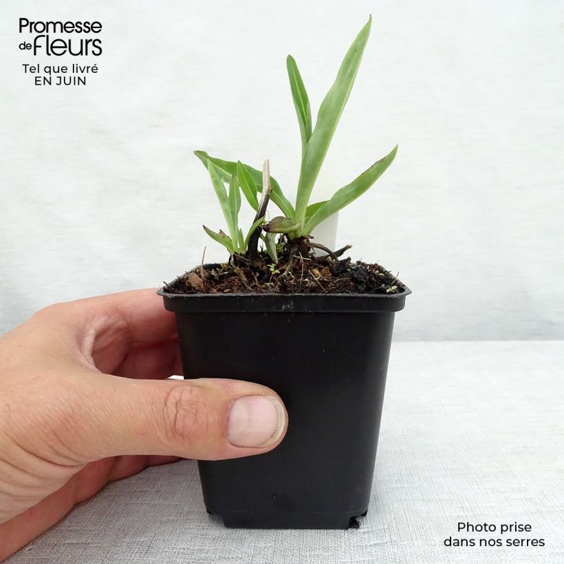 Esemplare di Stokesia laevis Alba Vasetto da 8/9 cm consegnato in estate