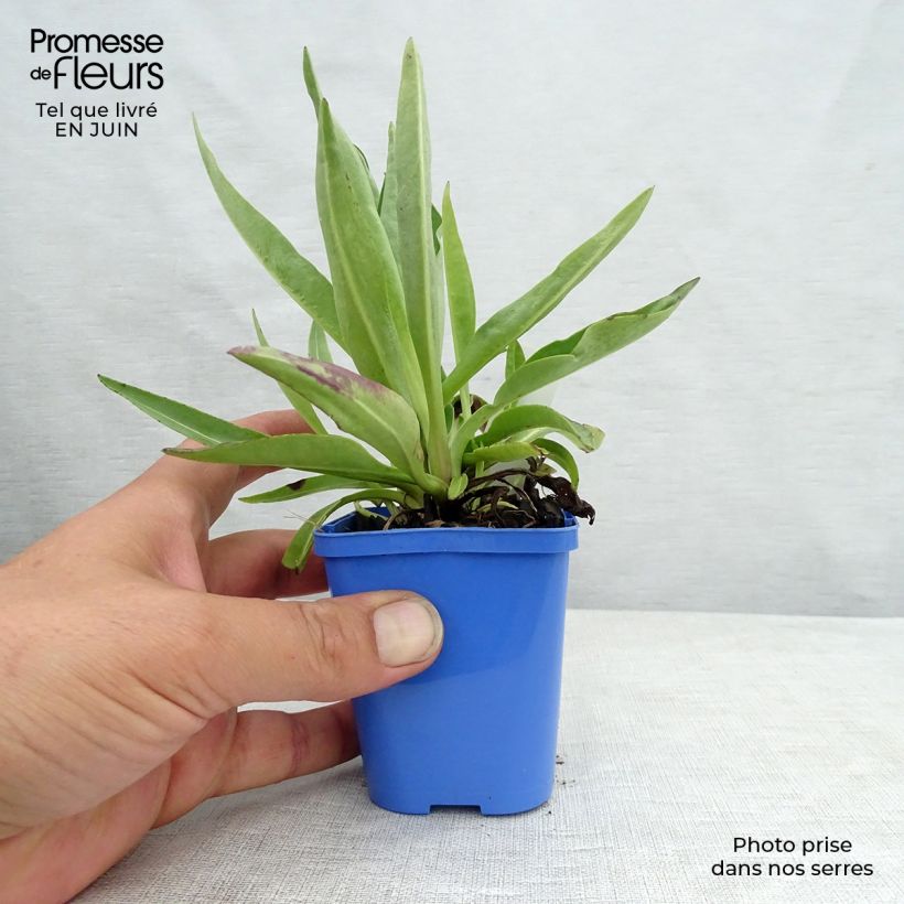 Esemplare di Stokesia laevis Blue Star Vasetto da 8/9 cm consegnato in estate