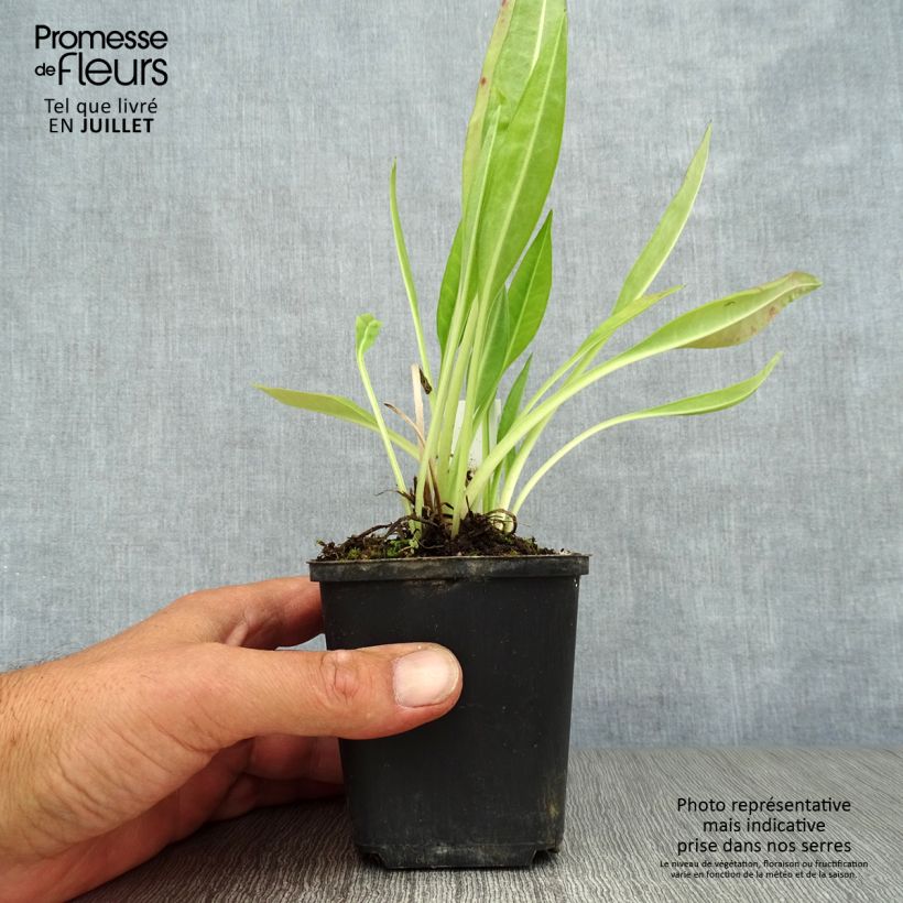 Esemplare di Stokesia laevis Traumerei Vasetto da 8/9 cm consegnato in estate