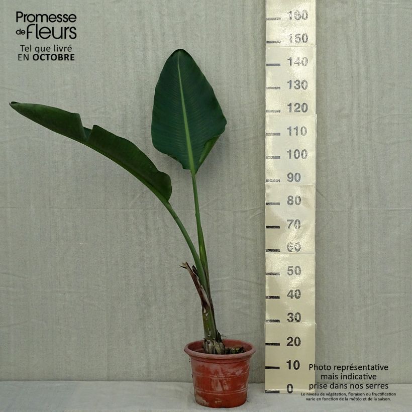 Esemplare di Strelitzia augusta - Uccello del paradiso Vaso da 6L/7L come consegnato in autunno