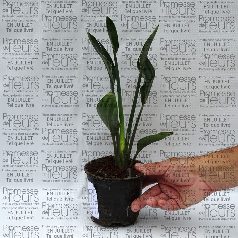 Esemplare di Strelitzia juncea - Ucello del paradisio Vaso da Ø 12 cm / 13 cm consegnato in estate