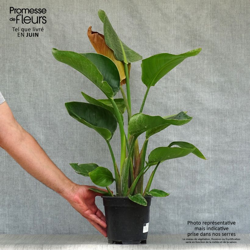 Esemplare di Strelitzia nicolai - Ucello del paradisio gigante Vaso da 2L/3L consegnato in estate