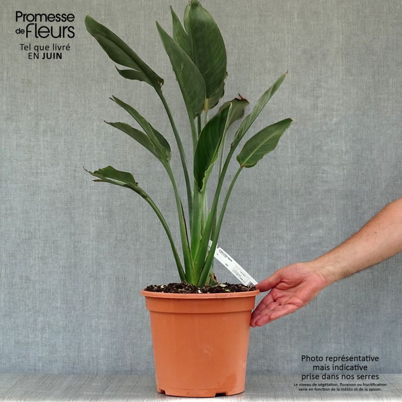 Esemplare di Strelitzia reginae - Uccello del paradiso Vaso da 2L/3L consegnato in estate