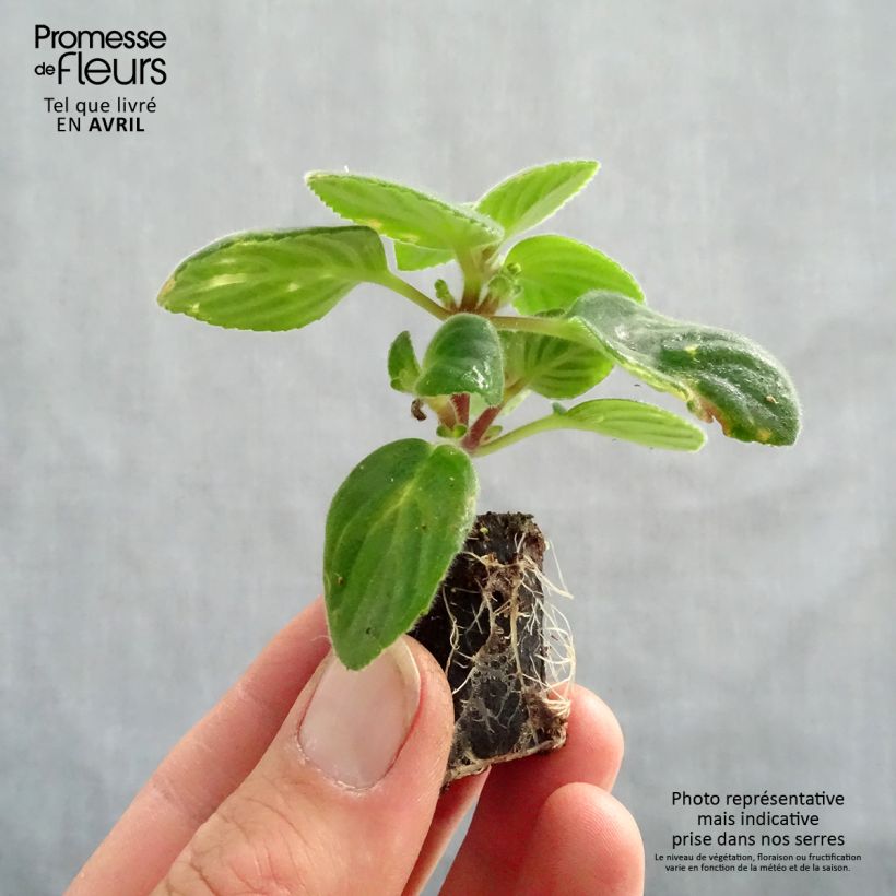 Streptocarpus saxorum Purple mini zolla... esemplare consegnato in primavera
