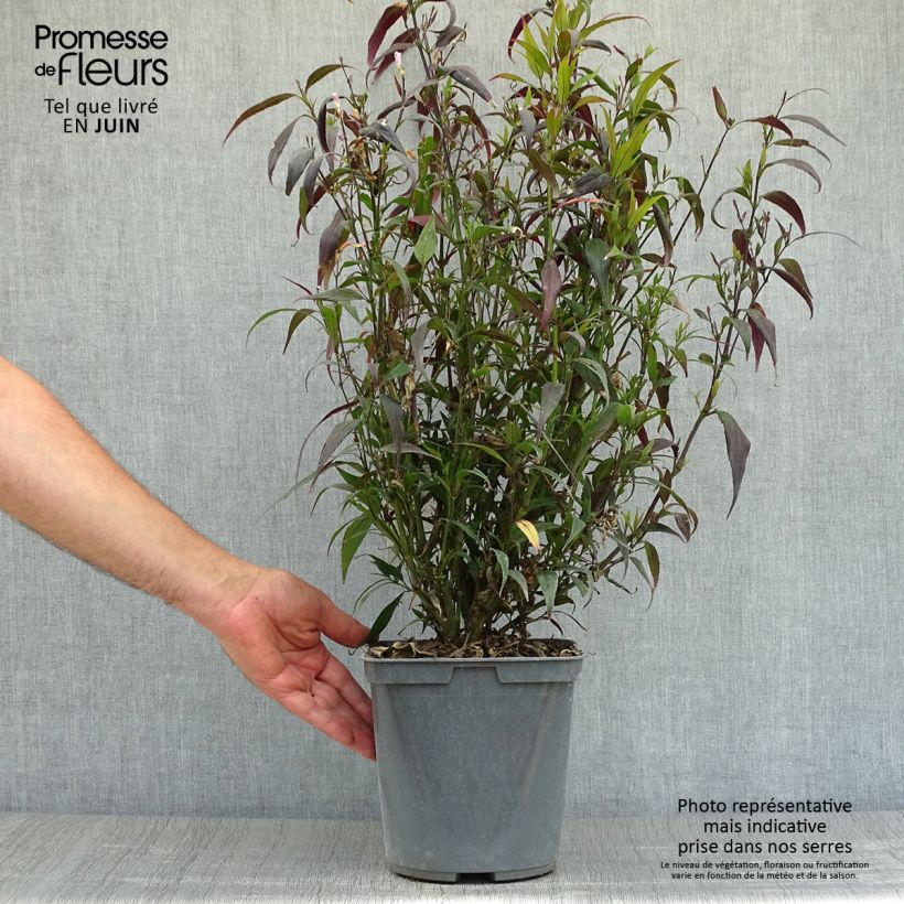 Esemplare di Strobilanthes anisophylla Brunetthy Vaso da 3L/4L consegnato in estate