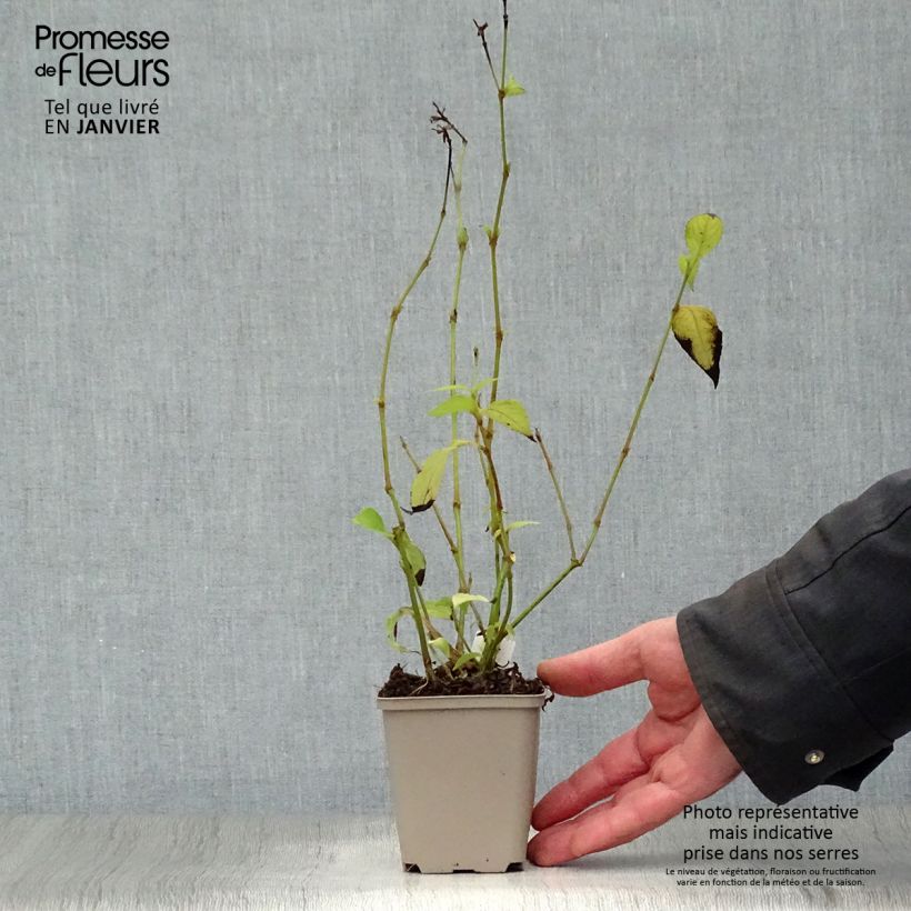 Strobilanthes penstemonoides Vasetto da 8/9 cm esemplare consegnato in inverno