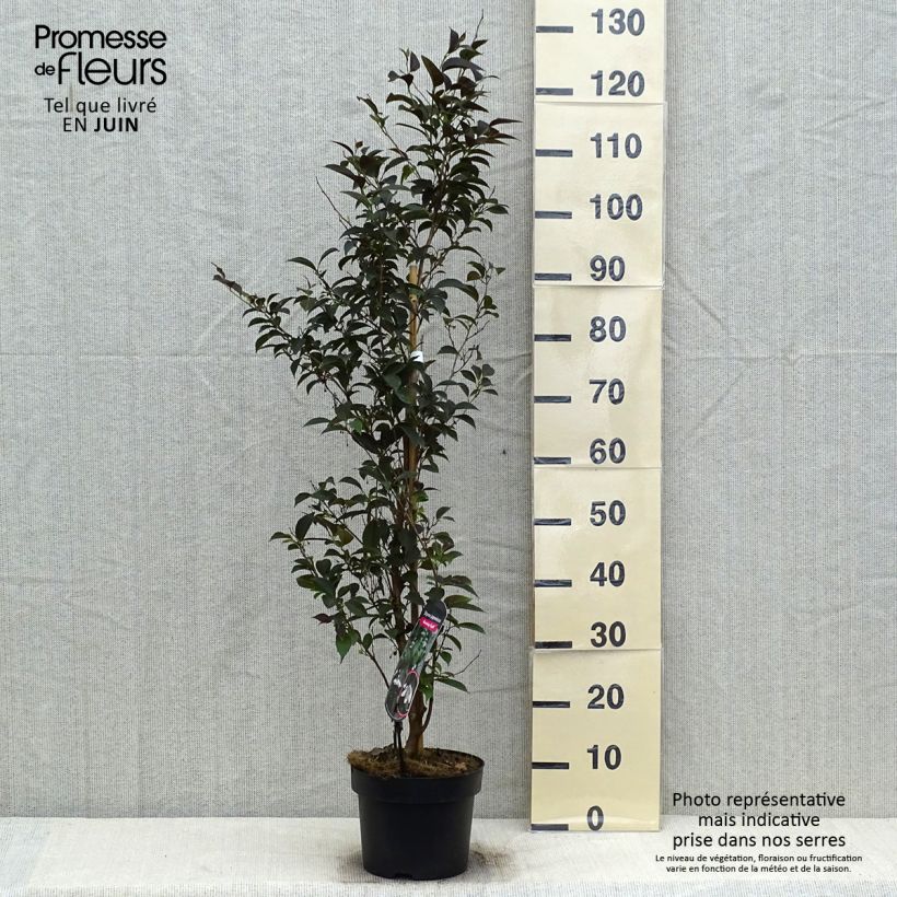 Esemplare di Styrax japonica Evening Light Vaso da 3L/4L consegnato in estate