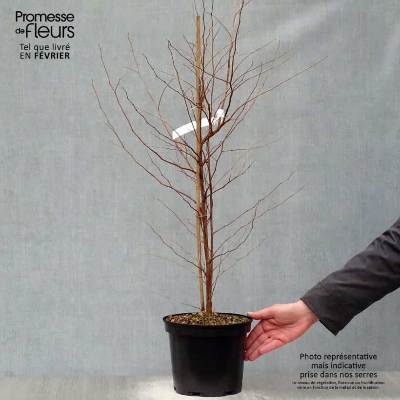 Styrax japonica Fargesii Vaso da 4L/5L esemplare consegnato in inverno