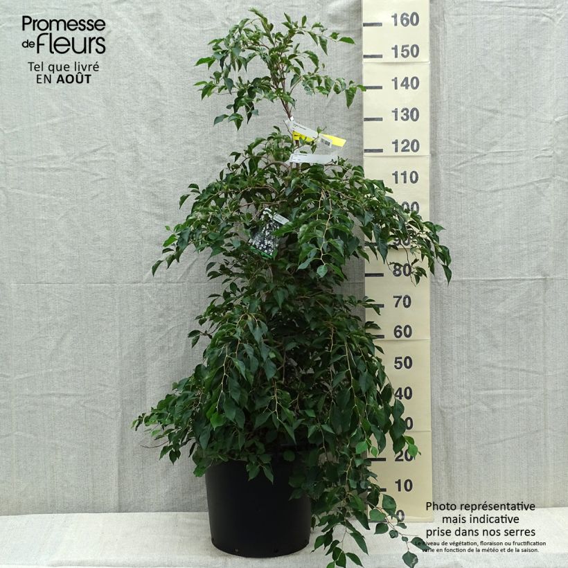 Esemplare di Styrax japonica Fragrant Fountain Vaso da 30L/35L consegnato in estate