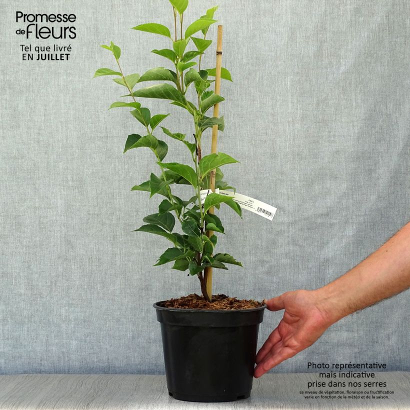Esemplare di Styrax japonica June snow Vaso da 4L/5LAltezza consegnata circa 60cm consegnato in estate