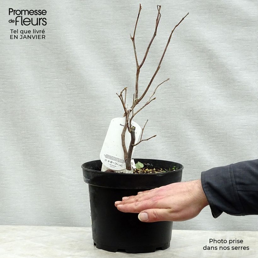 Styrax obassia Vaso da 2L/3L esemplare consegnato in inverno