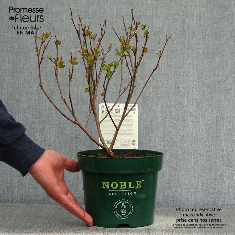 Rhus aromatica Gro-Low - Sommaco aromatico Vaso da 3L/4L esemplare consegnato in primavera