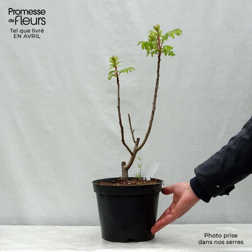 Rhus typhina - Sommaco maggiore Vaso da 4L/5L esemplare consegnato in primavera