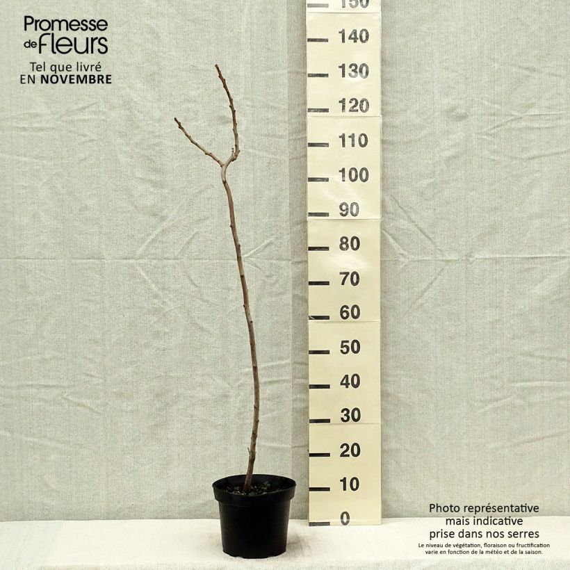 Esemplare di Rhus typhina - Sommaco maggiore Vaso da 4L/5L come consegnato in autunno