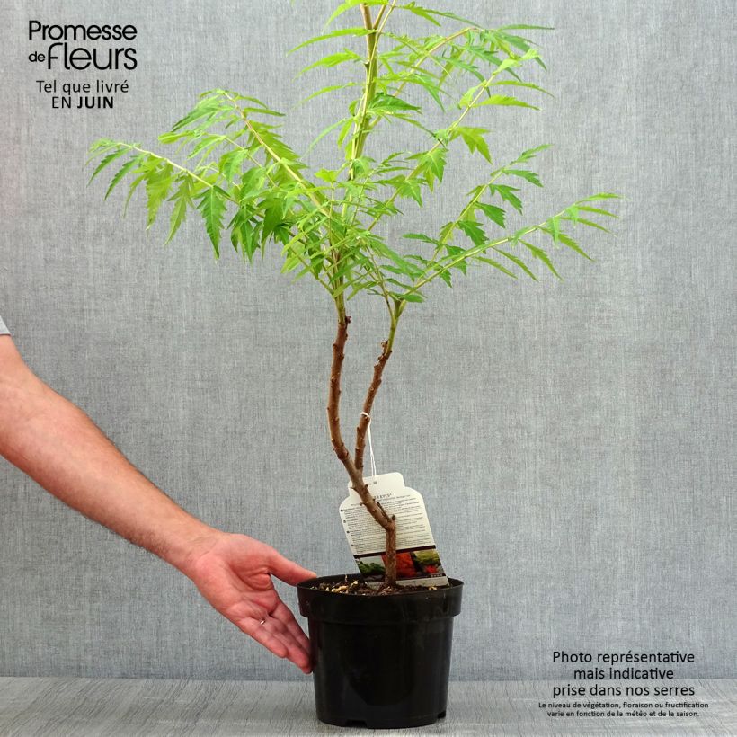 Esemplare di Rhus typhina Tiger Eyes - Sommaco maggiore Vaso da 3L/4L consegnato in estate