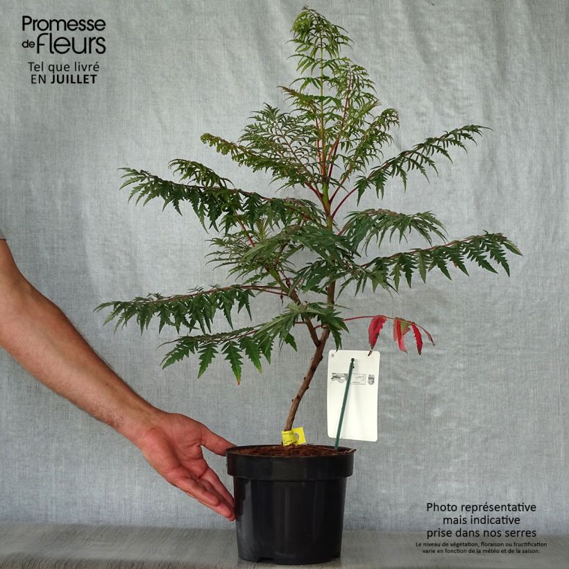 Esemplare di Rhus glabra Laciniata - Sommaco liscio Vaso da 3L/4L consegnato in estate