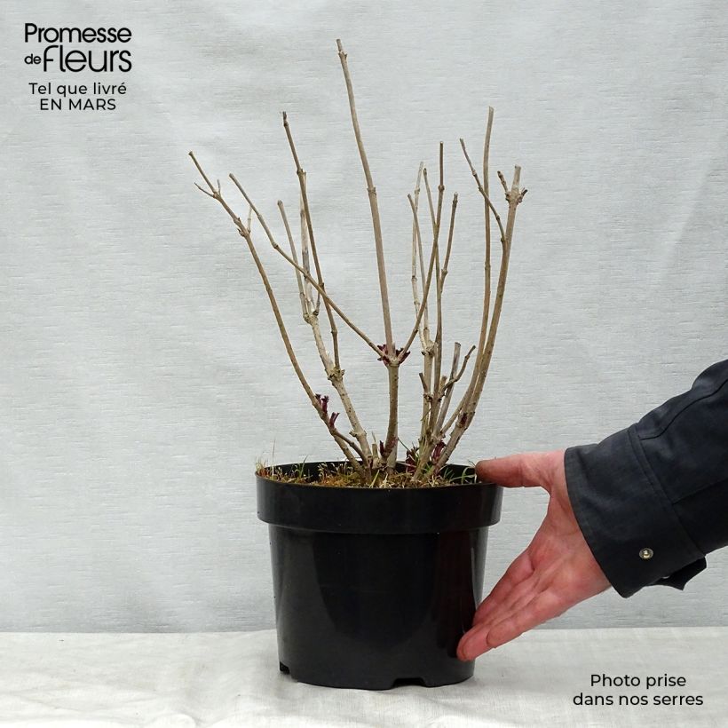 Sambuco nero Golden Tower Vaso da 3L/4LAltezza consegnata circa 30/40cm esemplare consegnato in primavera