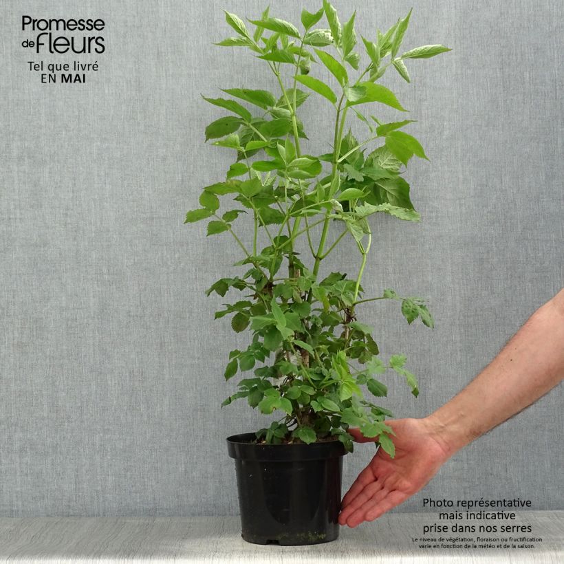 Sambucus nigra - Sambuco nero Vaso da 2L/3L esemplare consegnato in primavera