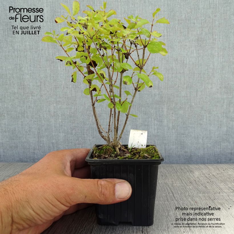 Esemplare di Symphorycarpos doorenboosii White Hedge - Sinforicarpo Vasetto da 8/9 cm consegnato in estate