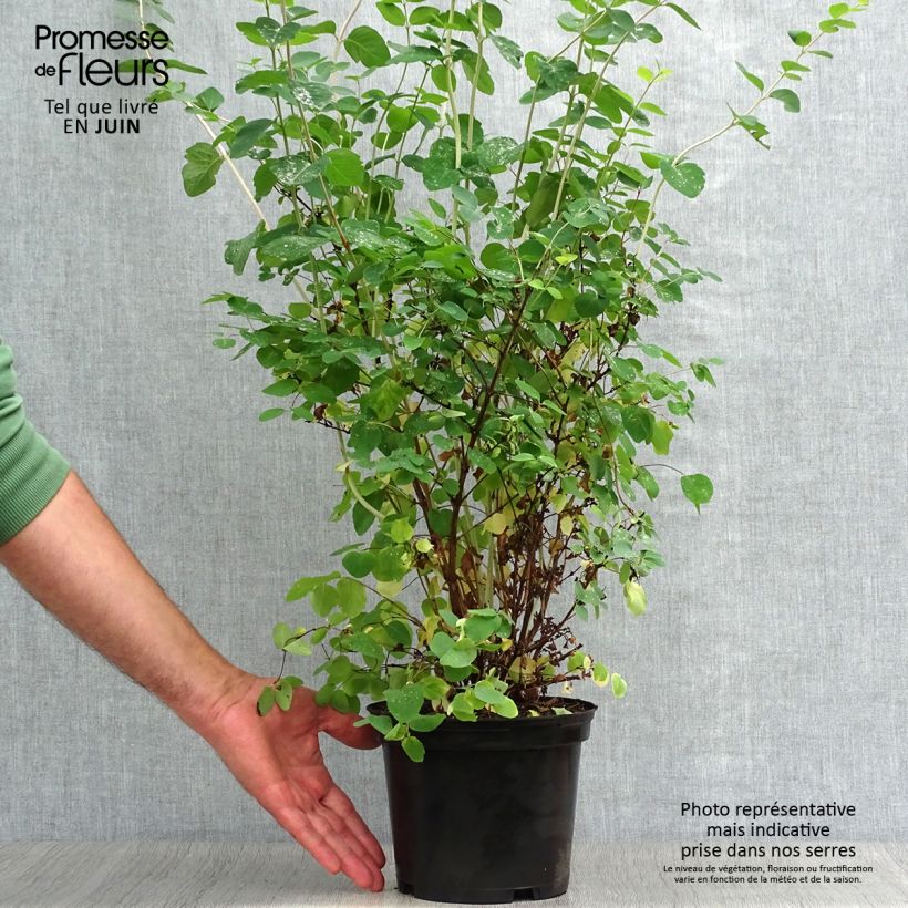 Esemplare di Symphorycarpos doorenboosii White Hedge - Sinforicarpo Vaso da 2L/3L consegnato in estate
