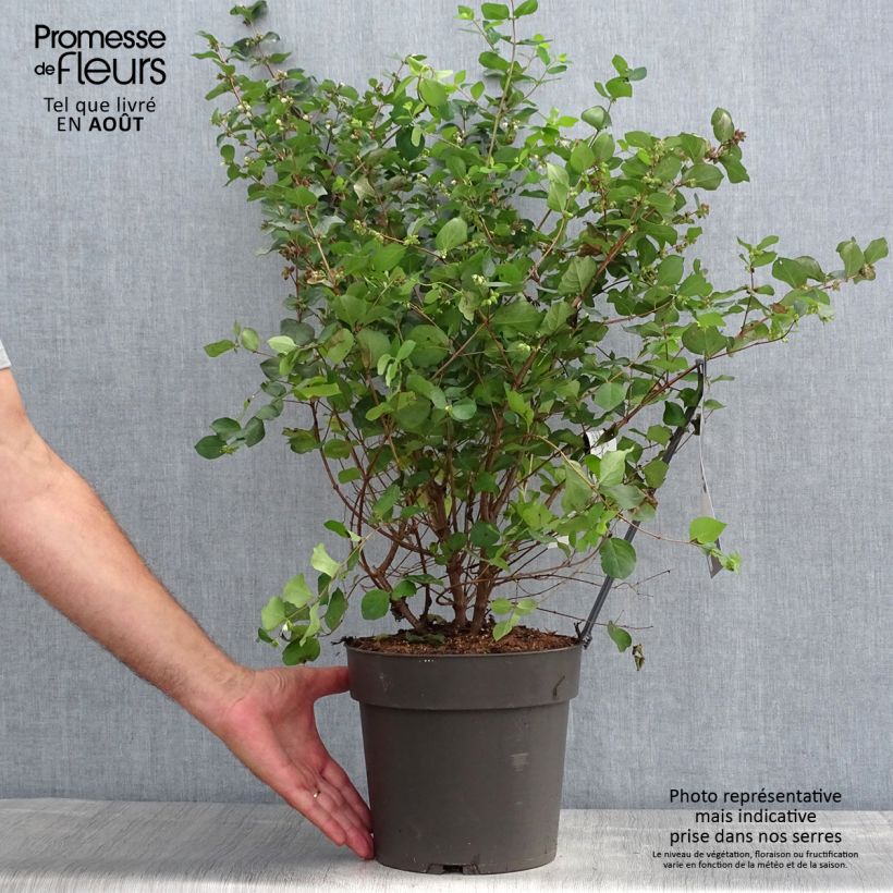 Esemplare di Symphoricarpos orbiculatus Symphony Rumble - Sinforicarpo Vaso da 6L/7L consegnato in estate