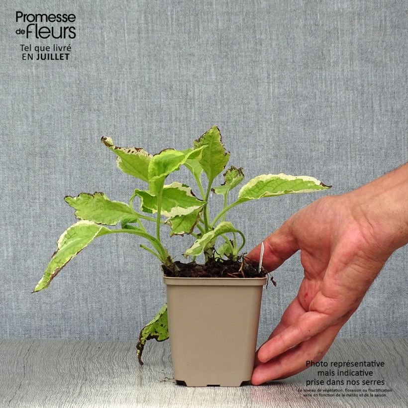 Esemplare di Symphytum Goldsmith - Consolida variegata Vasetto da 8/9 cm consegnato in estate