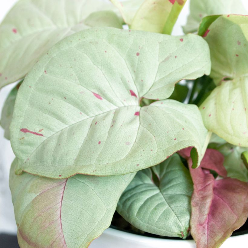 Syngonium Confetti (Fogliame)
