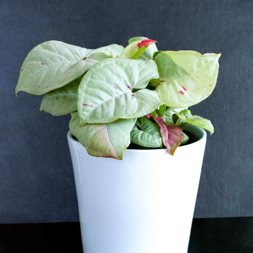 Syngonium Confetti (Porto)