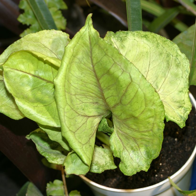 Syngonium Golden Allusion (Fogliame)