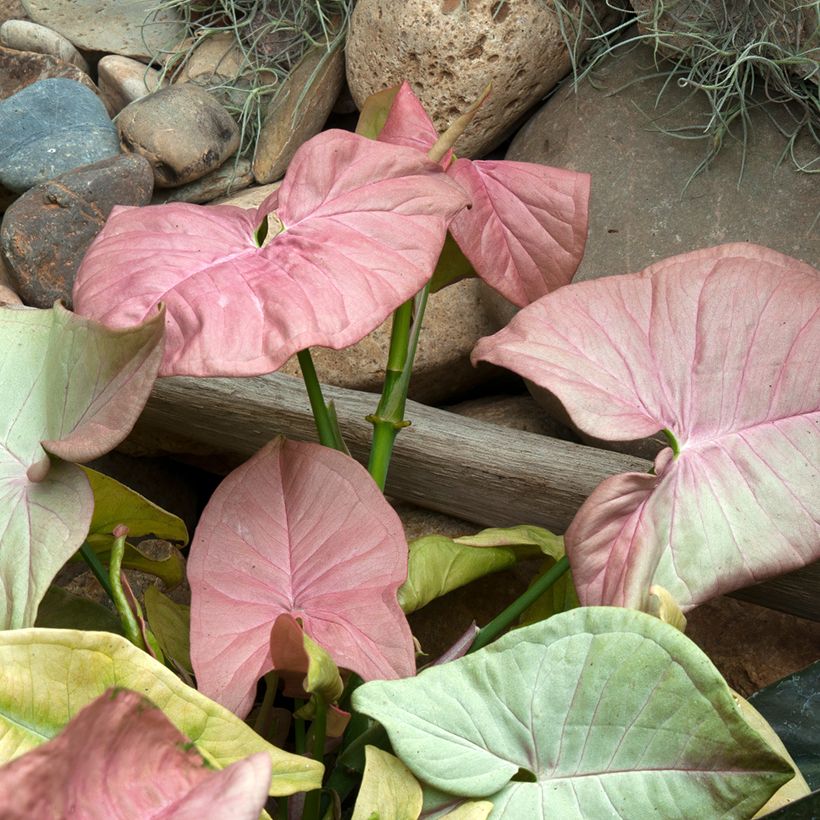 Syngonium Neon Robusta (Fogliame)