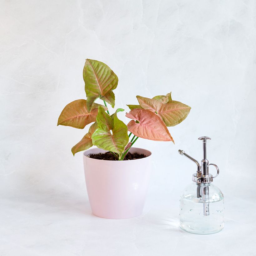 Syngonium Neon Robusta (Porto)