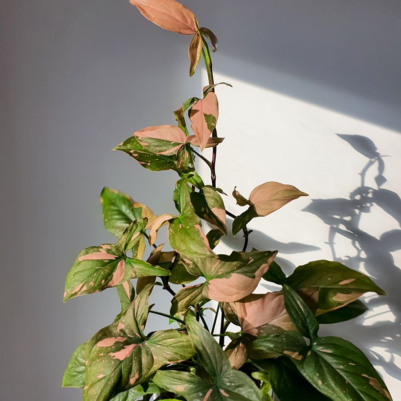 Syngonium Pink Splash (Porto)