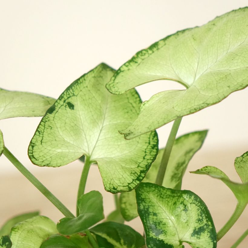 Syngonium Snow White - Patte d'oie (Fogliame)