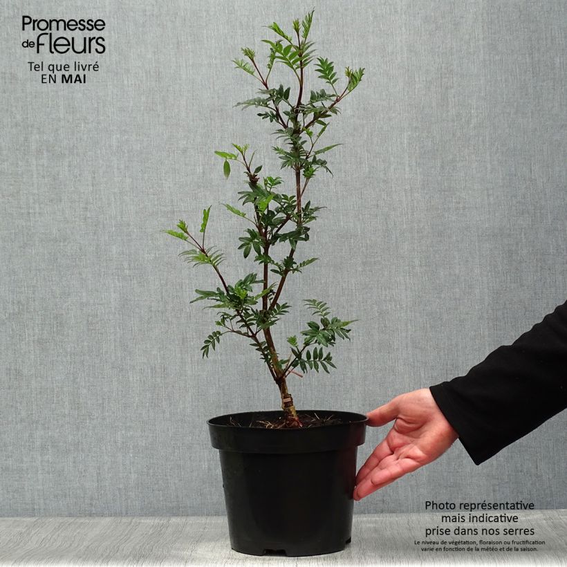 Syringa pinnatifolia - Lillà Vaso da 4L/5LAltezza consegnata circa 60/80cm esemplare consegnato in primavera