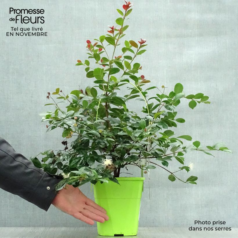 Esemplare di Syzygium australe Big Red Vaso da 4L/5L come consegnato in autunno