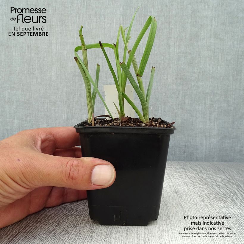 Esemplare di Tradescantia virginiana Brevicaulis - Tradescanzia Vasetto da 8/9 cm come consegnato in autunno