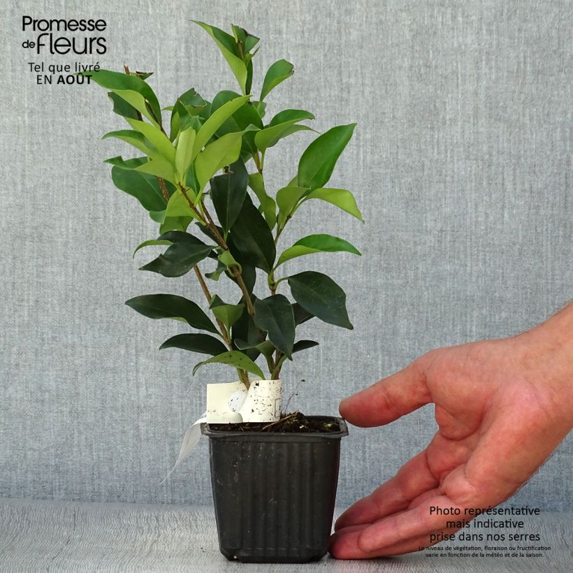 Esemplare di Ligustrum japonicum - Ligustro giapponese Vaso da 1,5L/2L consegnato in estate