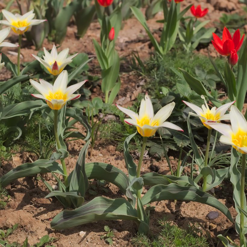 Tulipano greigii White Fire (Porto)