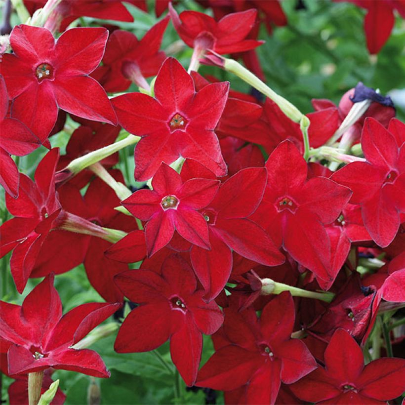 Tabacco da fiore Perfume Red (Fioritura)