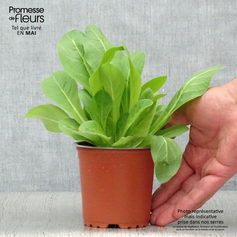 Nicotiana sylvestris Only the Lonely Vasetto da 8/9 cm esemplare consegnato in primavera