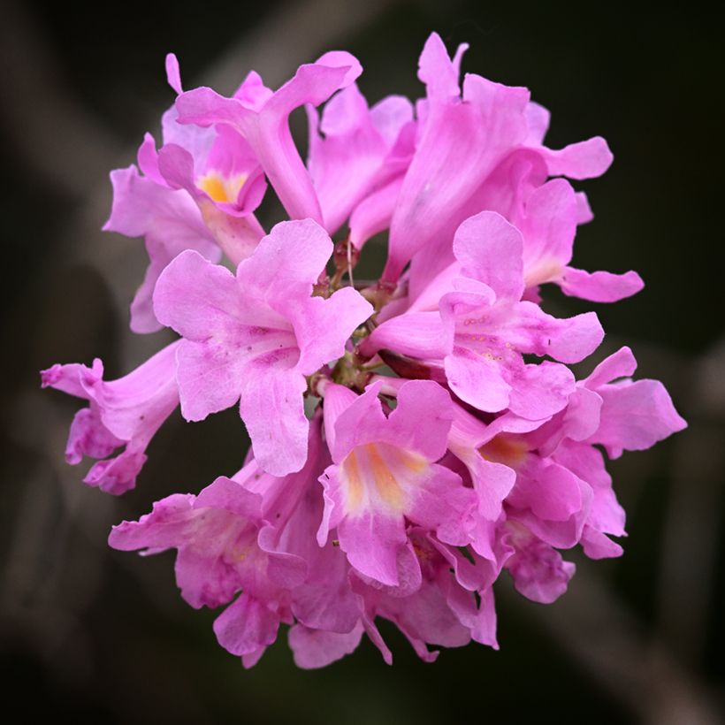 Tabebuia impetiginosa - Lapacho (Fioritura)