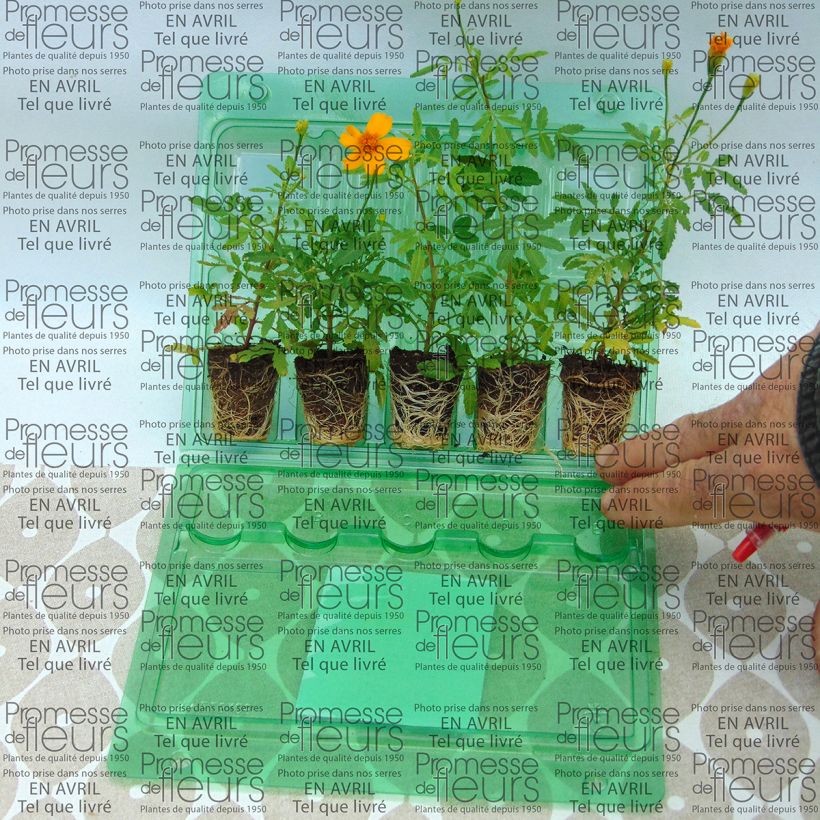 Esempio di esemplare Tagetes Gold Medal - Tagete mini zolla... come consegnato