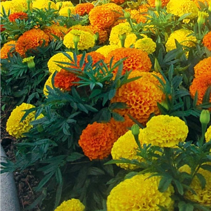 Tagetes erecta nana F1 Taishan Mix (Fogliame)