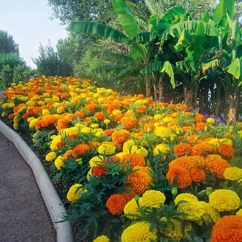 Tagetes erecta nana F1 Taishan Mix (Porto)