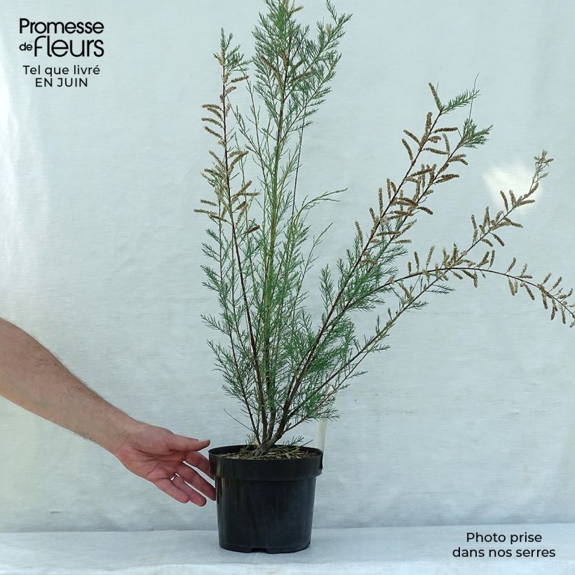 Esemplare di Tamarix ramosissima Hulsdonk White - Tamerice Vaso da 3L/4L consegnato in estate