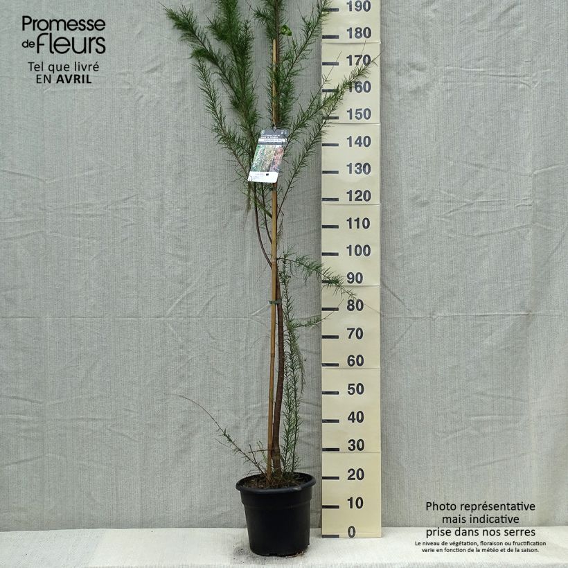 Tamarix gallica - Tamerice comune Vaso da 7,5L/10L esemplare consegnato in primavera