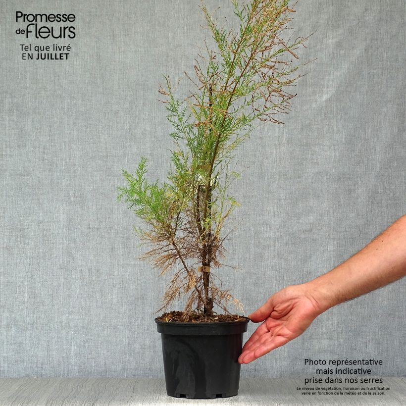 Esemplare di Tamarix ramosissima Pink Cascade - Tamerice Vaso da 2L/3L consegnato in estate
