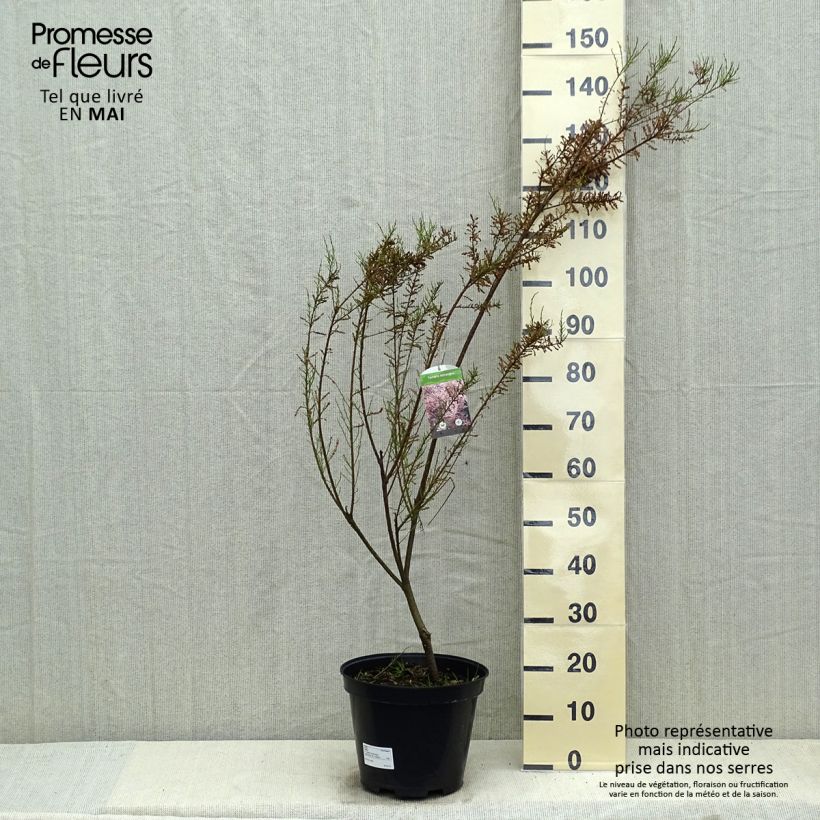 Tamarix tetrandra - Tamerice tetrandra Vaso da 7,5L/10LAltezza consegnata circa 80/100cm esemplare consegnato in primavera