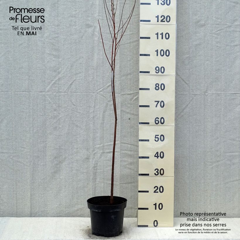 Taxodium distichum - Cipresso delle paludi Vaso da 3L/4L esemplare consegnato in primavera