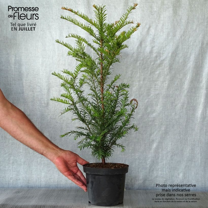 Esemplare di Taxus baccata - Tasso comune Vaso da 4L/5L consegnato in estate